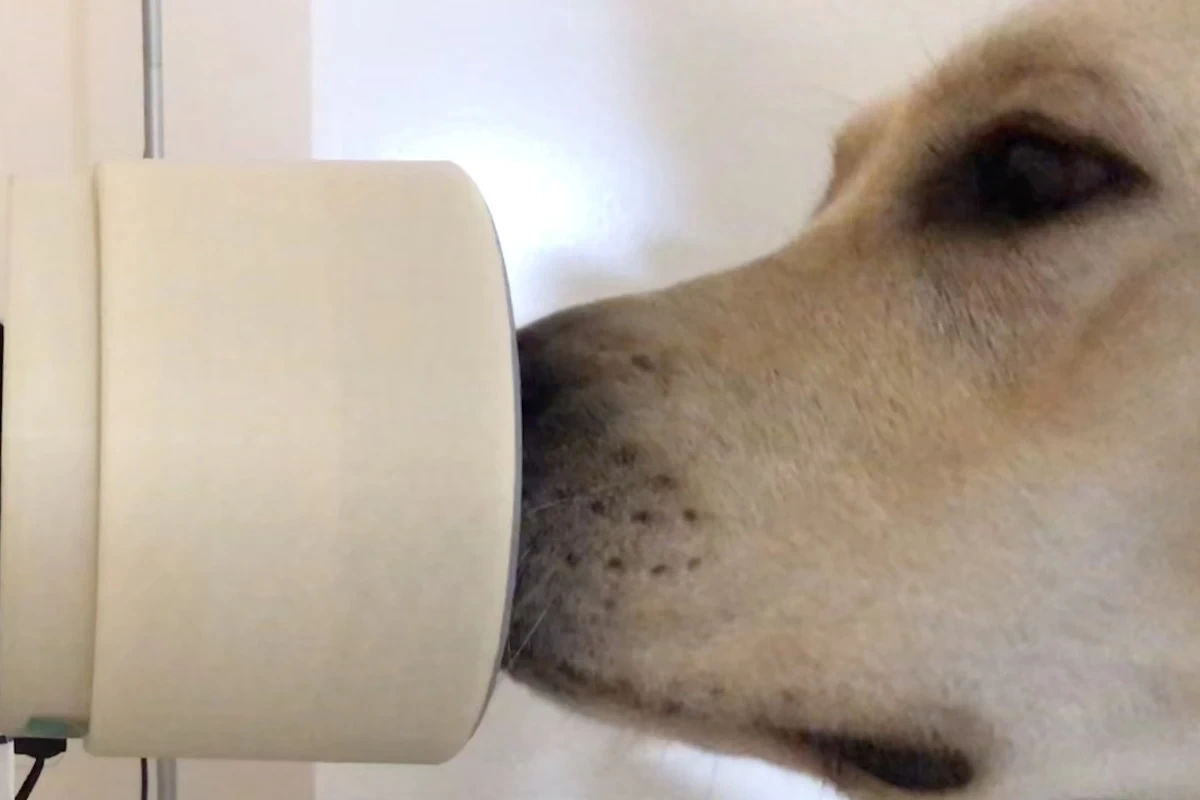 Mobility Assistance Dog Buttons